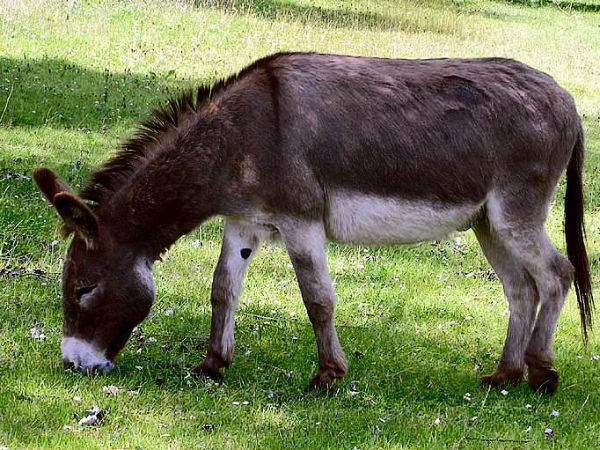 Donkey arrested in malegaon in Maharashtra Donkey arrested in malegaon in Maharashtra