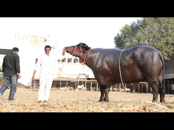 దున్న 'యువరాజు'