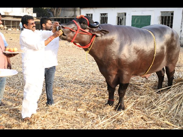 దున్న 'యువరాజు'