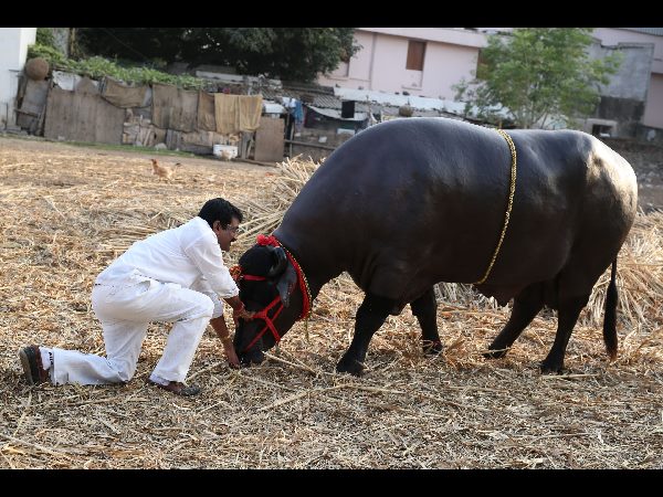 దున్న 'యువరాజు'
