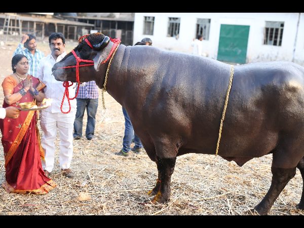 దున్న 'యువరాజు'