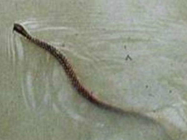 Snakes, uninvited guests, slither into homes during monsoon deluge Snakes, uninvited guests, slither into homes during monsoon deluge
