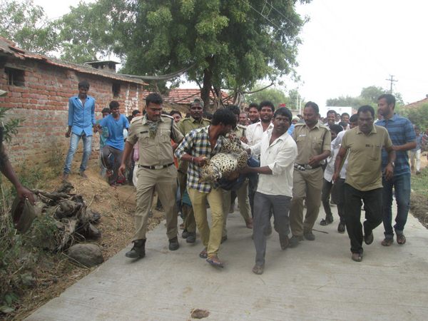 చిరుత పులి
