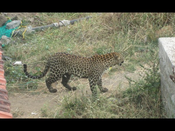 Leopard creates Panic in medak district and attacked by woman Leopard creates Panic in medak district and attacked by woman