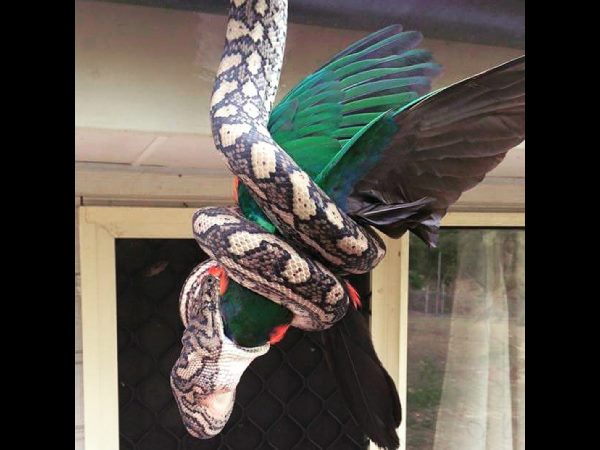 Snake catcher shares amazing pictures showing python eating parrot whole Snake catcher shares amazing pictures showing python eating parrot whole