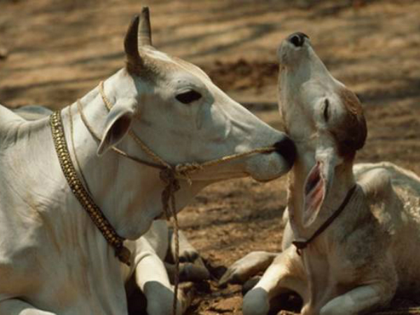 Cow is Yahoo's personality of the year Cow is Yahoo's personality of the year