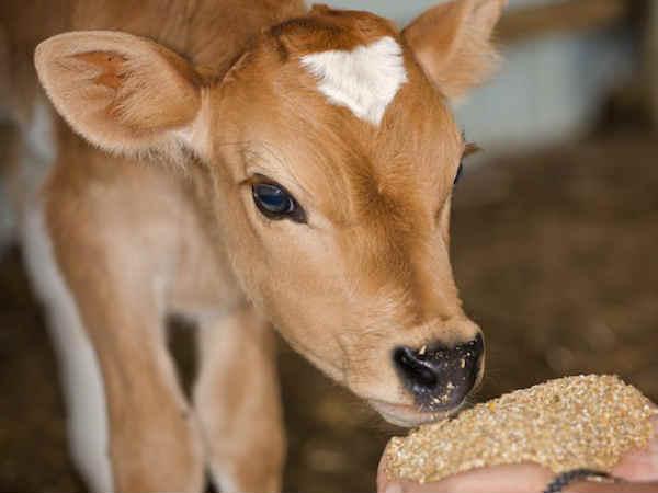 Bizarre: Delhi boy has sex with calf, admitted to AIIMS! Bizarre: Delhi boy has sex with calf, admitted to AIIMS!