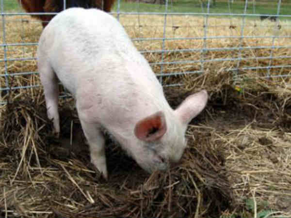 PIgs eat female baby body at hanamkonda in warangal PIgs eat female baby body at hanamkonda in warangal
