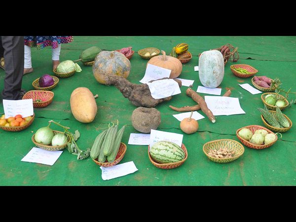 విశాఖ ఏయూలో సంక్రాంతి సంబరం