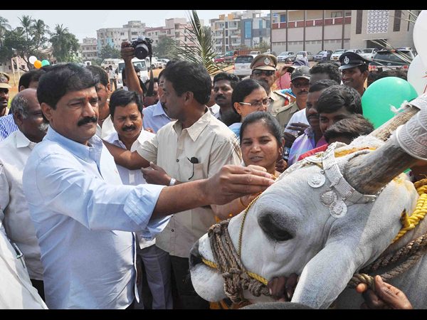విశాఖ ఏయూలో సంక్రాంతి సంబరం