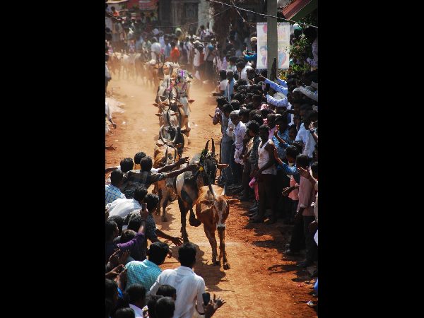జల్లికట్టు