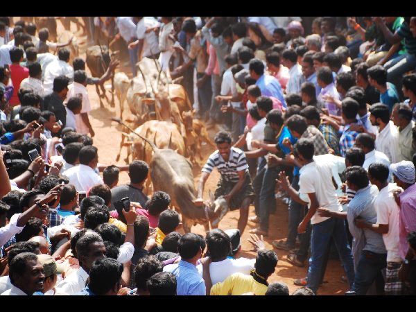 జల్లికట్టు