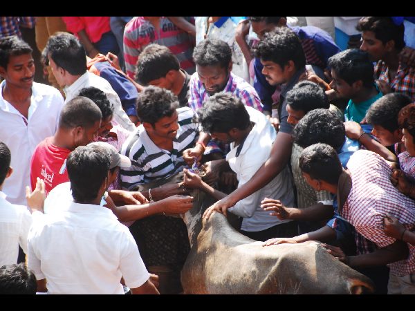 జల్లికట్టు