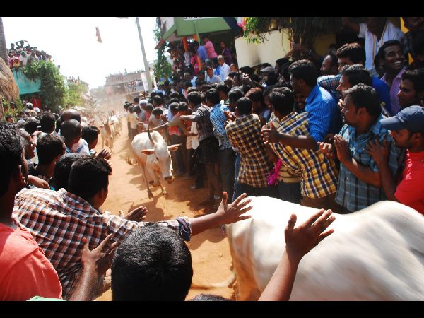 జల్లికట్టు