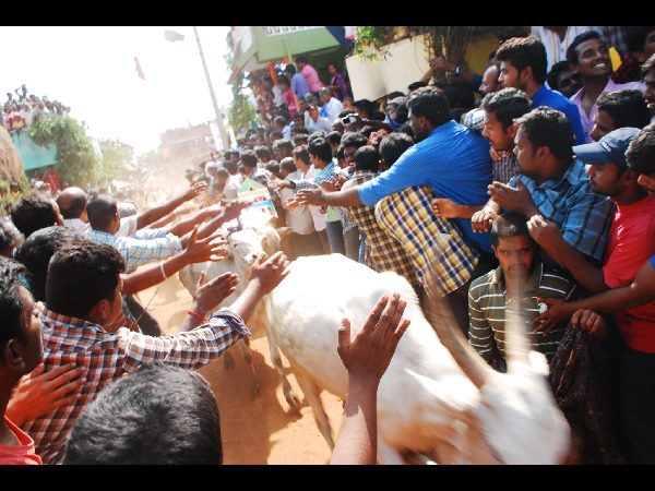 జల్లికట్టు