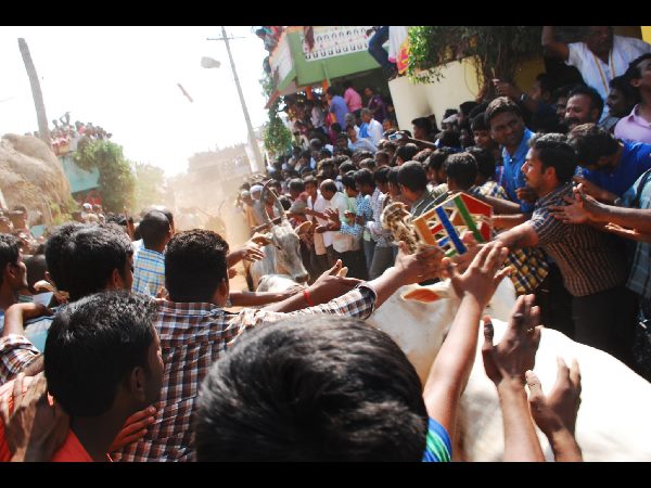 జల్లికట్టు