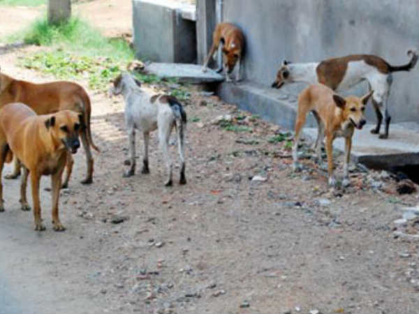 3-year-old ripped apart by a pack of stray dogs in Andhra Pradesh 3-year-old ripped apart by a pack of stray dogs in Andhra Pradesh