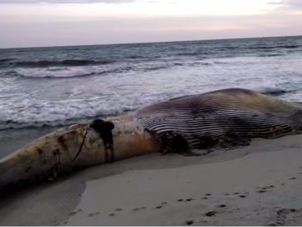 Dead whale washed ashore Juhu beach in Mumbai Dead whale washed ashore Juhu beach in Mumbai