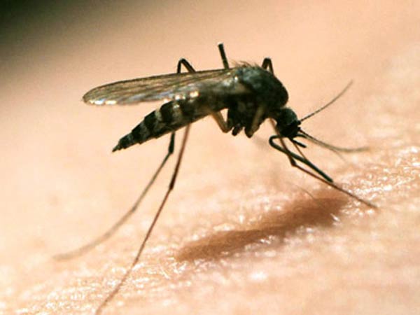 Zika virus may be transmitted through infected blood or sexual contact Zika virus may be transmitted through infected blood or sexual contact