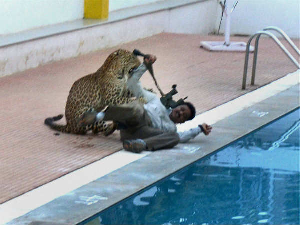 చిరుతపులి
