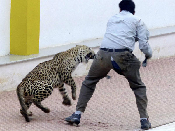 చిరుతపులి