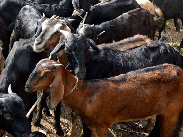 Police arrest goat in Chhattisgarh – know why Police arrest goat in Chhattisgarh – know why