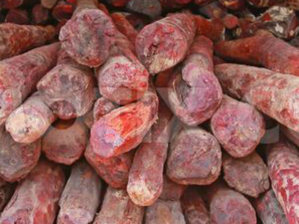 19 Red Sandal Smugglers arrested in Chittoor 19 Red Sandal Smugglers arrested in Chittoor