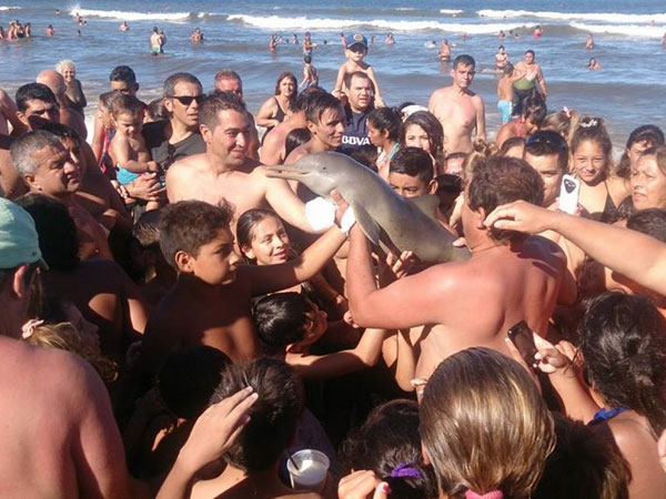 Endangered baby dolphin dies after swimmers pass it around for selfies Endangered baby dolphin dies after swimmers pass it around for selfies