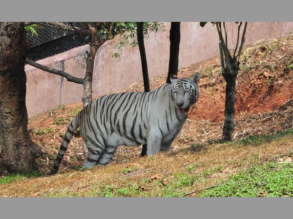 విశాఖ జూ