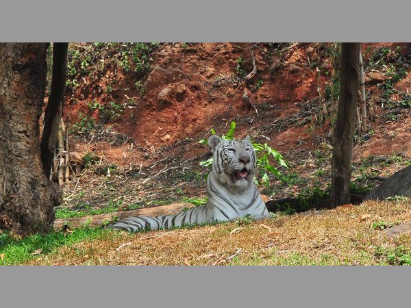 విశాఖ జూ
