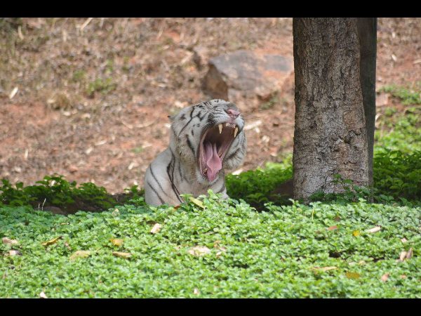 విశాఖలో పులులకు పుట్టిన రోజు వేడుక