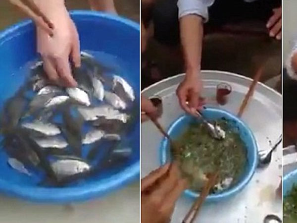 Stomach-churning moment Chinese diners enjoy a meal of live fish Stomach-churning moment Chinese diners enjoy a meal of live fish