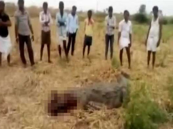 Laughing men batter Crocodile with stones in Karnataka Laughing men batter Crocodile with stones in Karnataka