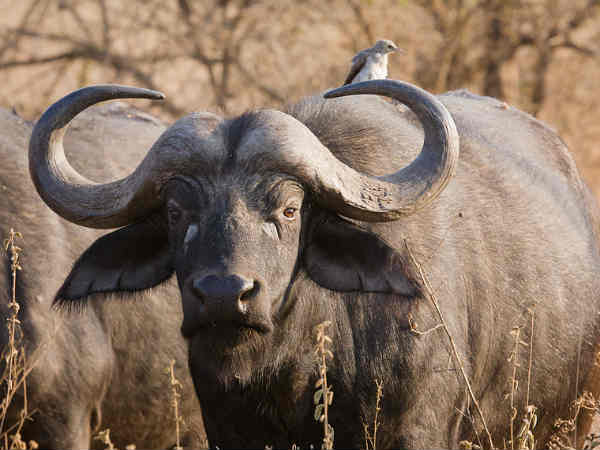 Buffalo gores lion and tosses it into the air after pride attacks herd Buffalo gores lion and tosses it into the air after pride attacks herd