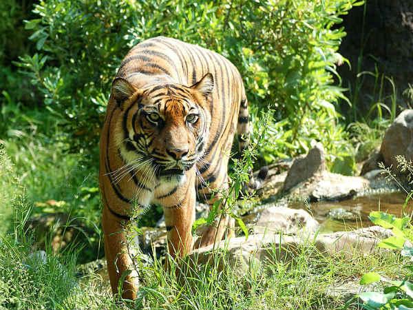Video: Woman puts her life into danger, jumps into tiger's enclosure: Here is why Video: Woman puts her life into danger, jumps into tiger's enclosure: Here is why