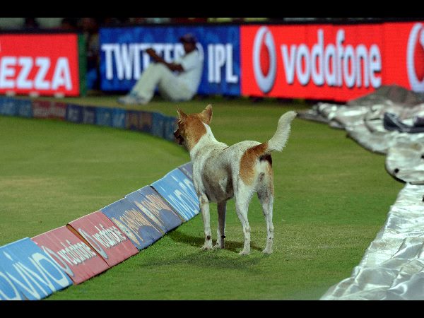 IPL: Dog Invasion Sparks Chaos in RPS vs DD Clash IPL: Dog Invasion Sparks Chaos in RPS vs DD Clash