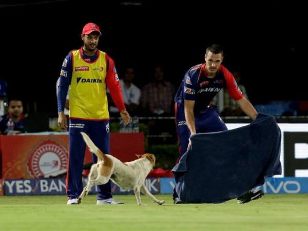 IPL: Dog Invasion Sparks Chaos in RPS vs DD Clash IPL: Dog Invasion Sparks Chaos in RPS vs DD Clash