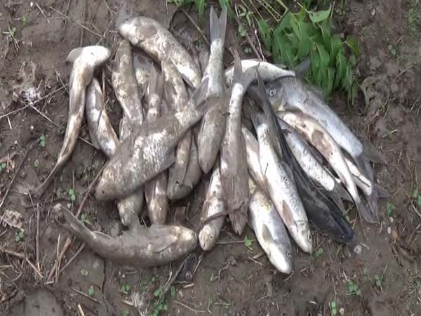 fish rain in Srikakulam district fish rain in Srikakulam district