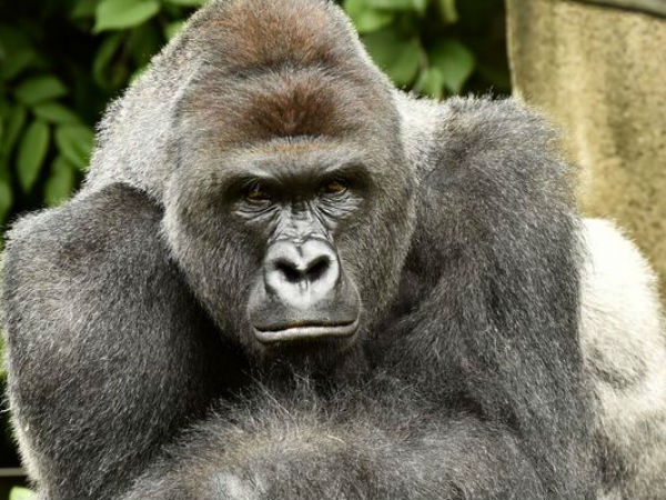 Gorilla killed after 4-year-old falls into zoo enclosure Gorilla killed after 4-year-old falls into zoo enclosure