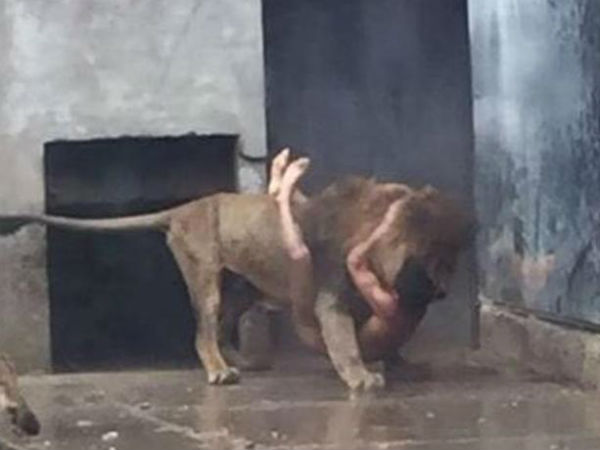 Chile Zoo Kills Lions To Protect Suicidal Man In Their Cage Chile Zoo Kills Lions To Protect Suicidal Man In Their Cage