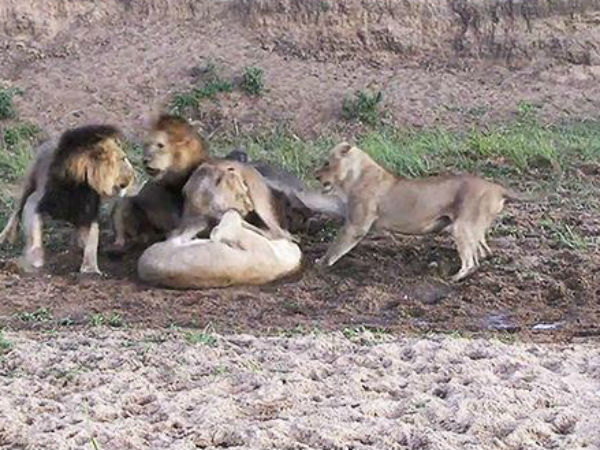 Lucky buffalo miraculously escapes from five lions because of in-fighting Lucky buffalo miraculously escapes from five lions because of in-fighting