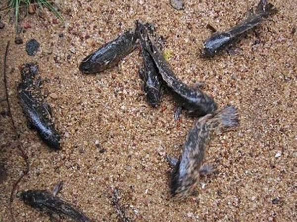 Heavy wind in Andhra Pradesh, fish rain in West Godavari district Heavy wind in Andhra Pradesh, fish rain in West Godavari district