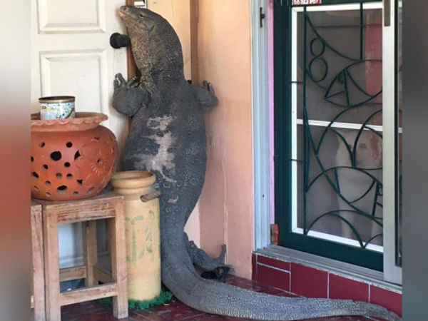 When Godzilla Comes Knocking: Huge Lizard Tries to Enter Home in Thailand When Godzilla Comes Knocking: Huge Lizard Tries to Enter Home in Thailand