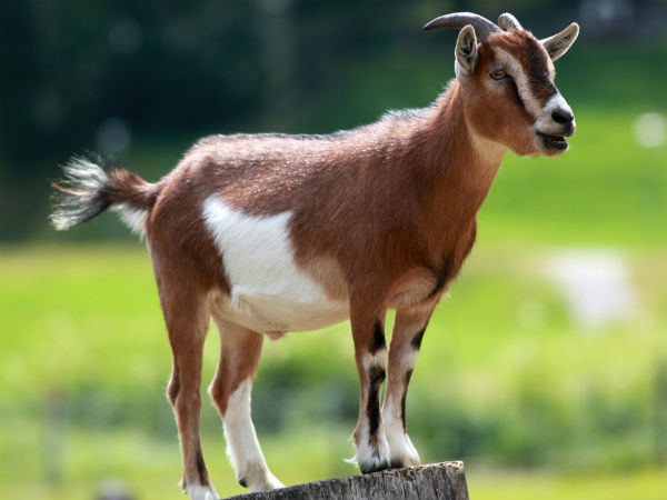 Man shot dead in a brawl over goat Man shot dead in a brawl over goat