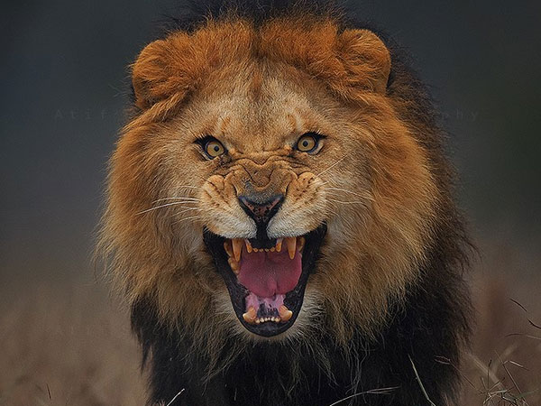 lion lion