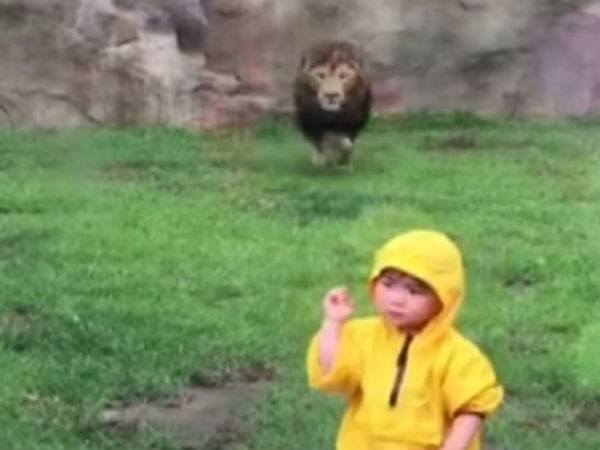 Lion at Japan zoo tries to paw Boy through Glass Lion at Japan zoo tries to paw Boy through Glass