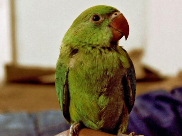 Pet parrot repeats last words of slain man; ex-wife calls it evidence Pet parrot repeats last words of slain man; ex-wife calls it evidence