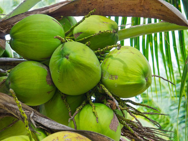 Coconuts could inspire new designs for earthquake-proof buildings Coconuts could inspire new designs for earthquake-proof buildings