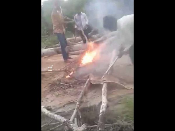 కుక్క పిల్లలు సజీవ దహనం