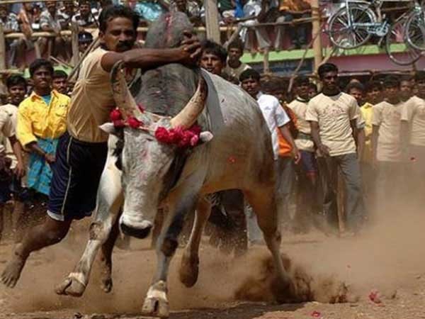 జల్లికట్టు